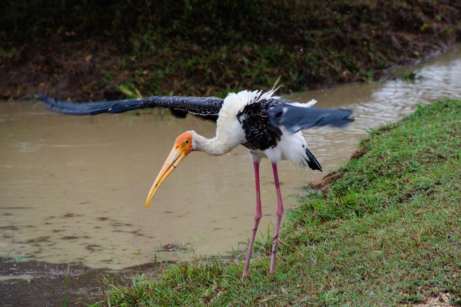 Painted Stork Bird Avian