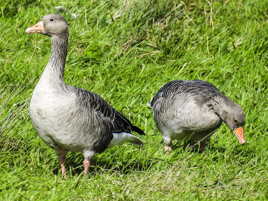 Greylag Goose Water Bird