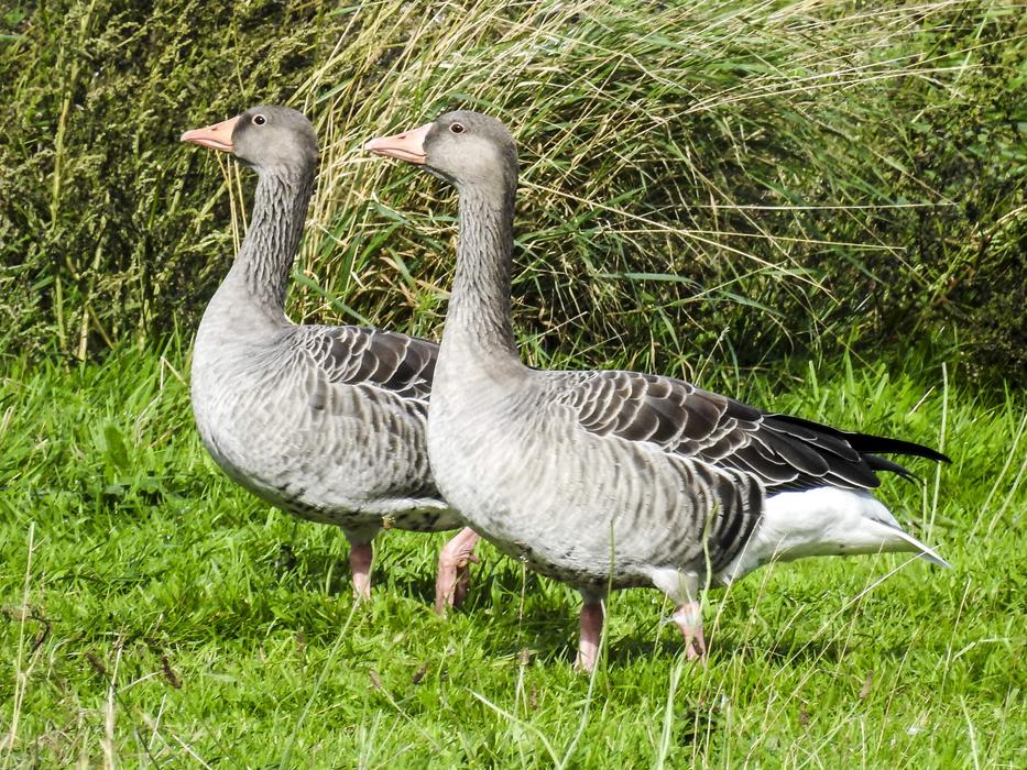 cute gray geese on the street