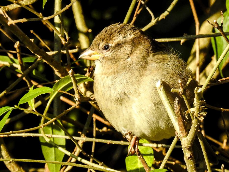 House Sparrow Sperling Bird