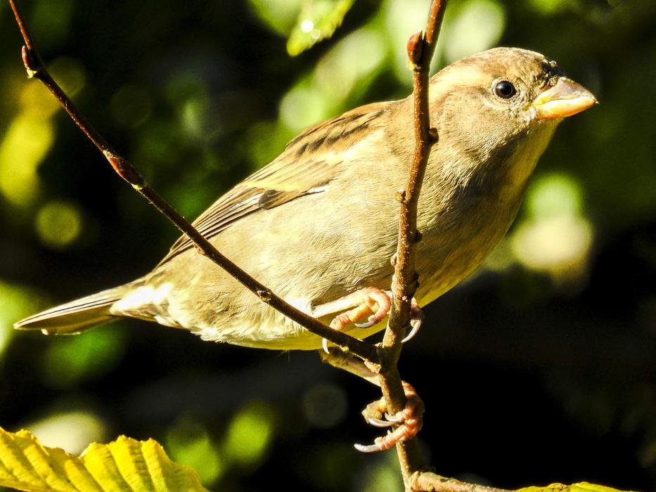 House Sparrow Sperling Bird