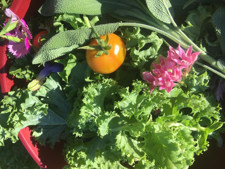 delicious ripe vegetables harvest