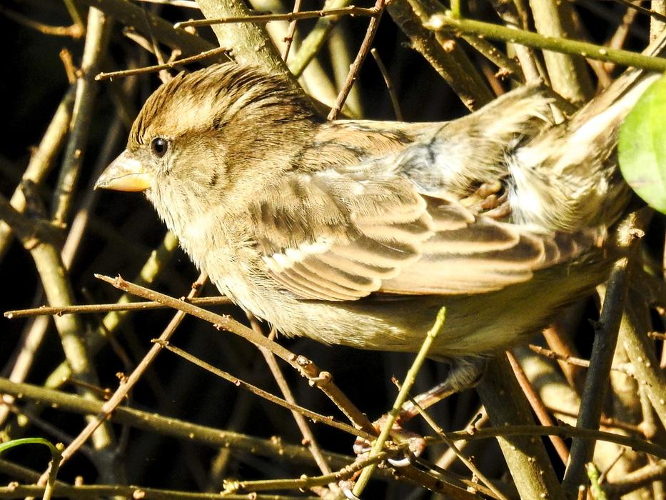 House Sparrow Sperling Bird