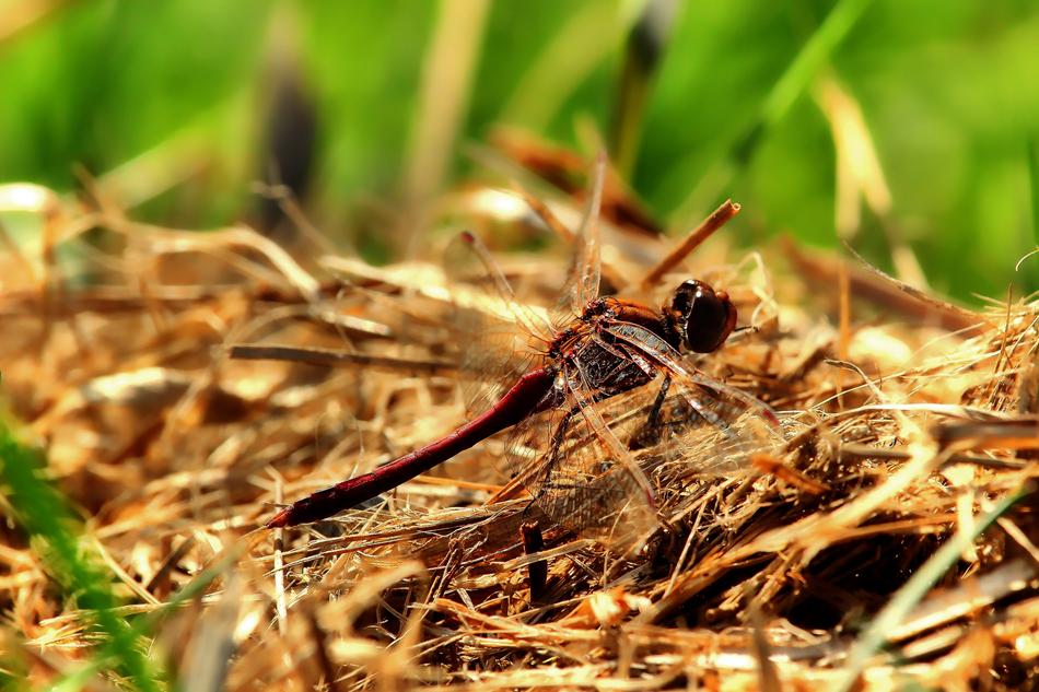 Darter Sympetrum Dragonfly Insect