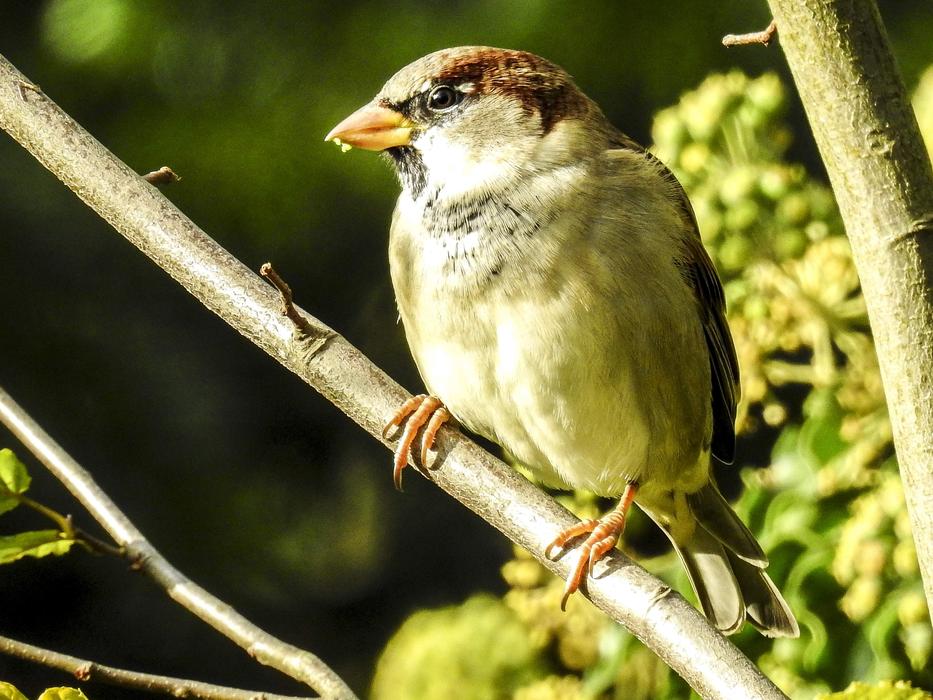 House Sparrow Sperling Bird
