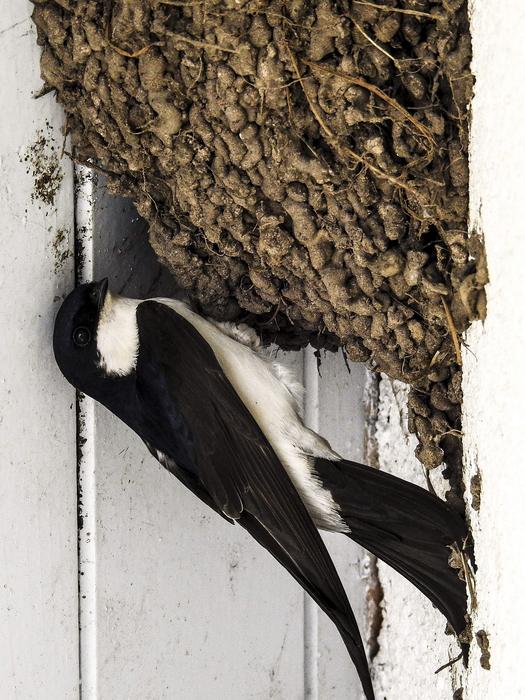 Martin Schwalbe Nest