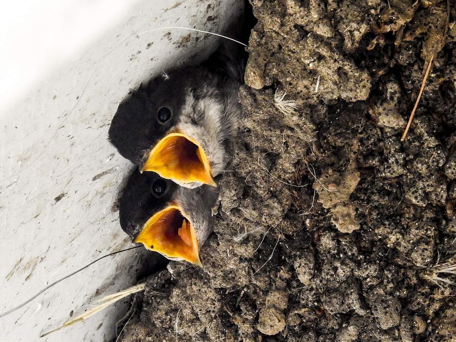 Martin Schwalbe Nest