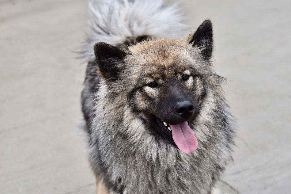 Chien Chienne Eurasier dog