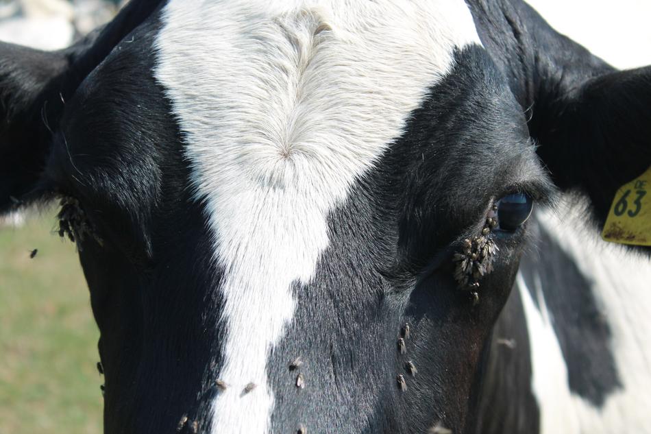 insects on Cow on Pasture