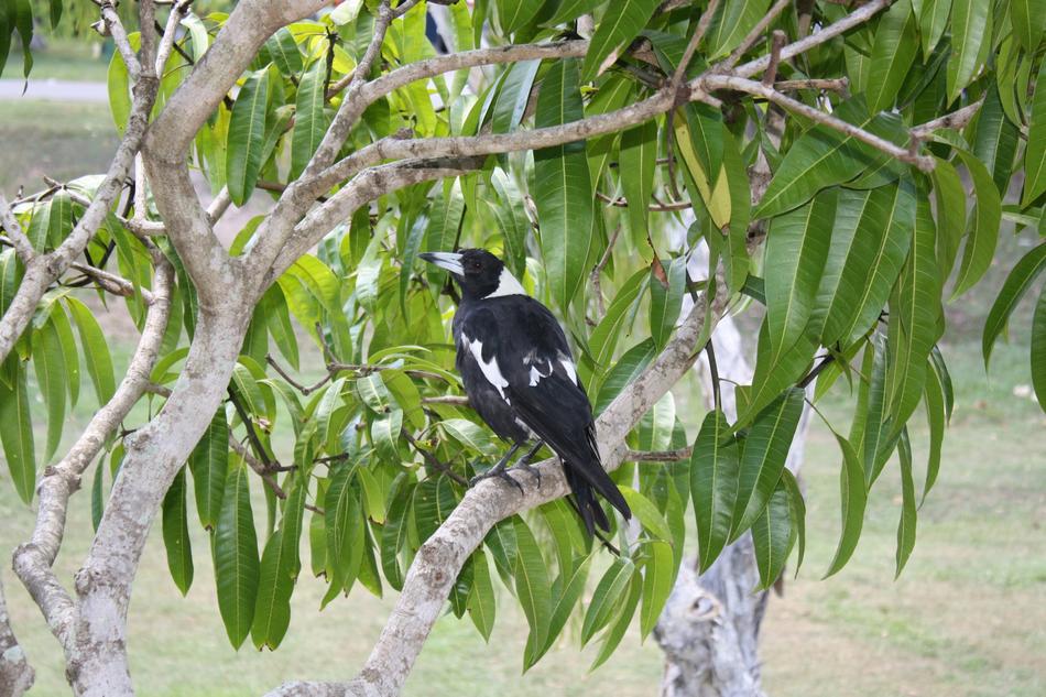 Magpie Bird Australia
