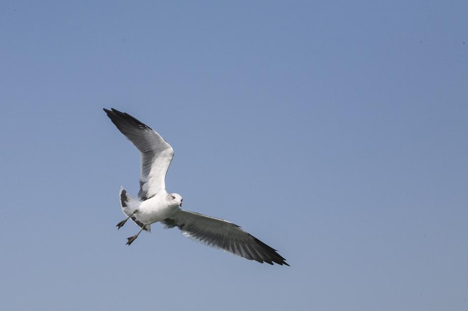 Seagull New Animal