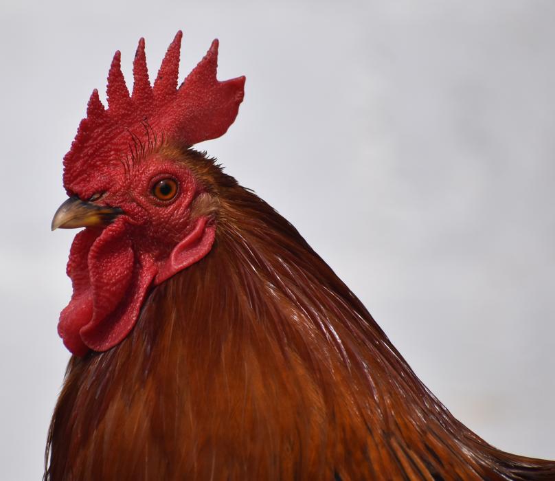 Chicken Portrait Brown