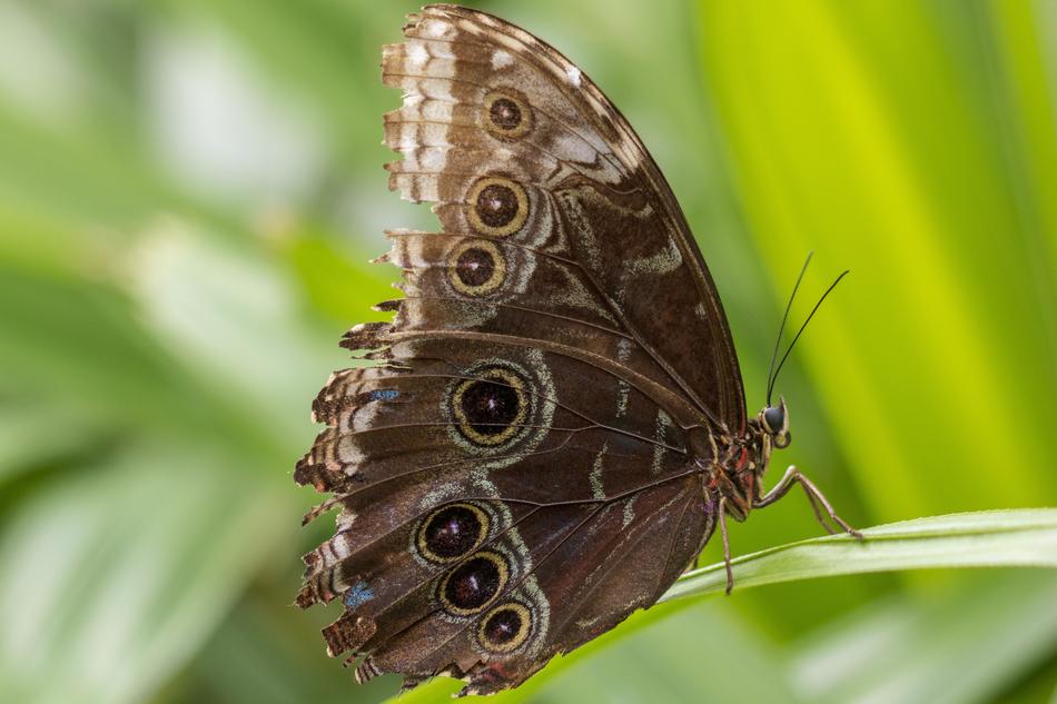 Butterfly Wings Insect