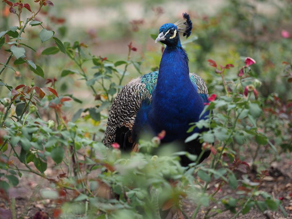 Animal Bird Peacock