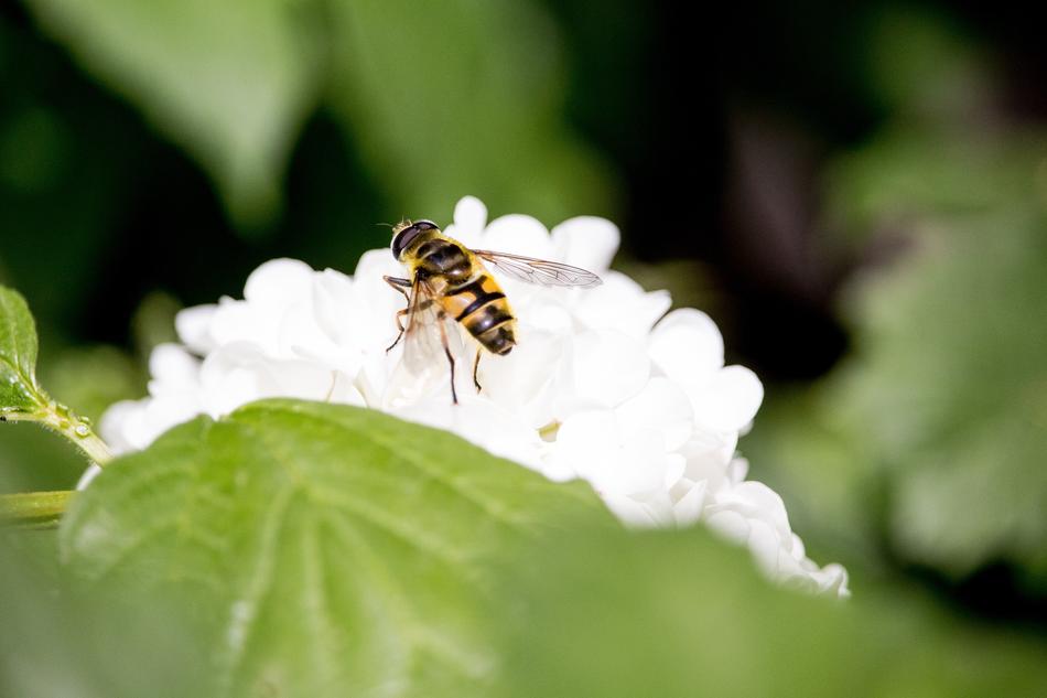 Insect Blossom Bloom