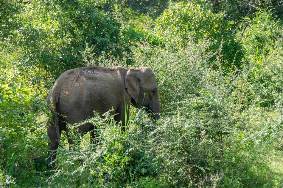 Sri Lankan Elephant