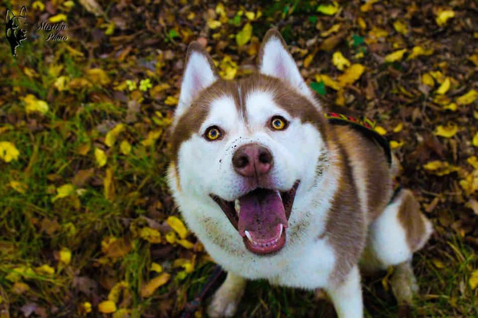 Husky Huskies Dog