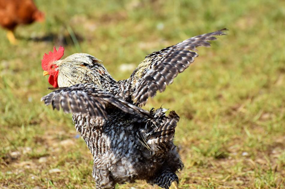 Hahn Rooster Head Crow