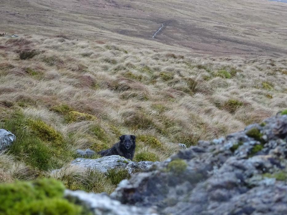 Rocks Dog Countryside
