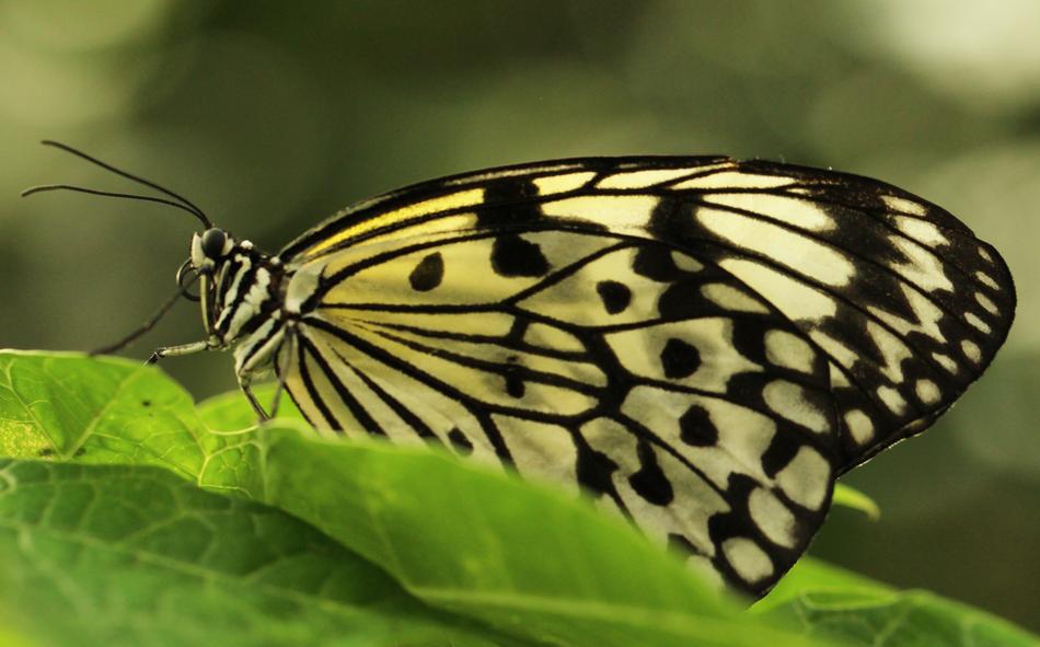 Butterfly Tropical World Animal