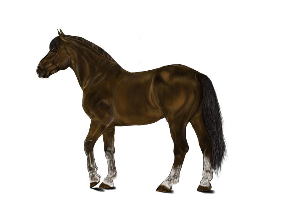 brown horse model