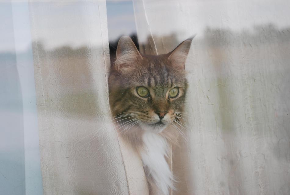 Cat Maine Coon Kitty