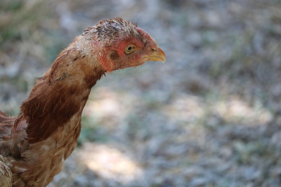 Chicken Chick