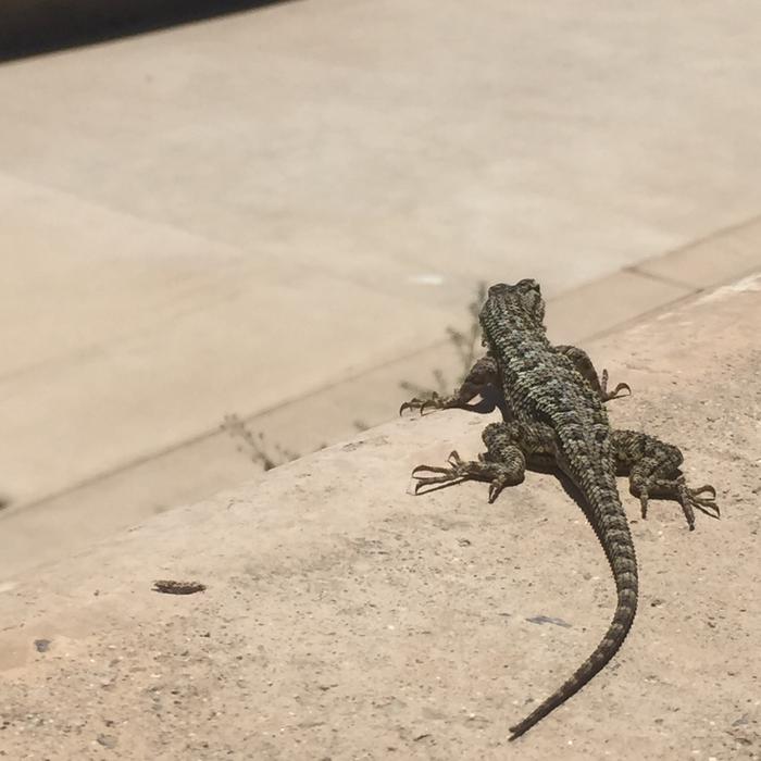 Lizard Dragon Animal