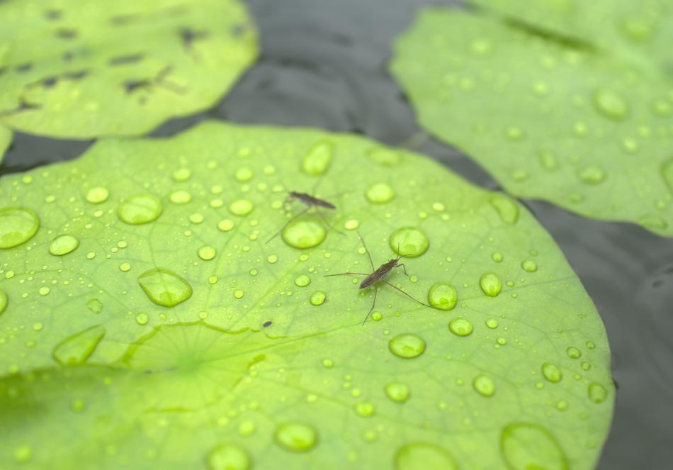 Insect Lotus Green