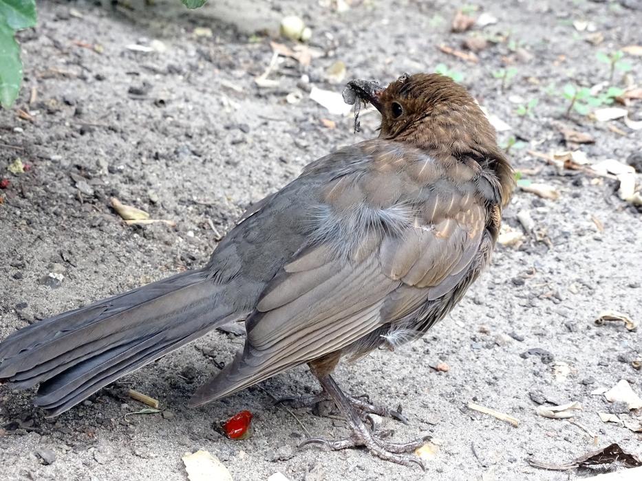 Blackbird Songbird Bird