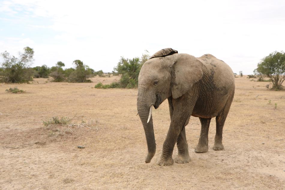 Elephant Safari Africa