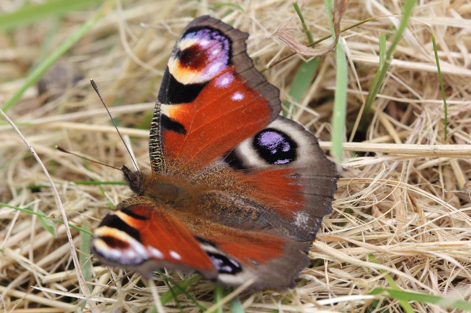 Peacock Butterfly Insect
