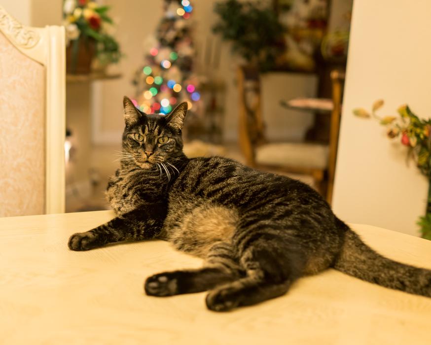 lying cat on the table