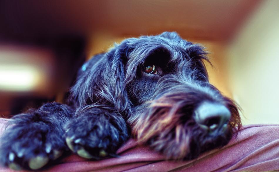Dog Pet Labradoodle