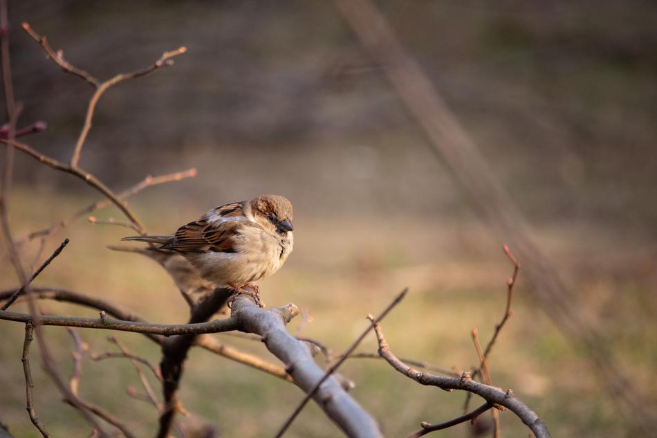 Sparrow Bird Nature