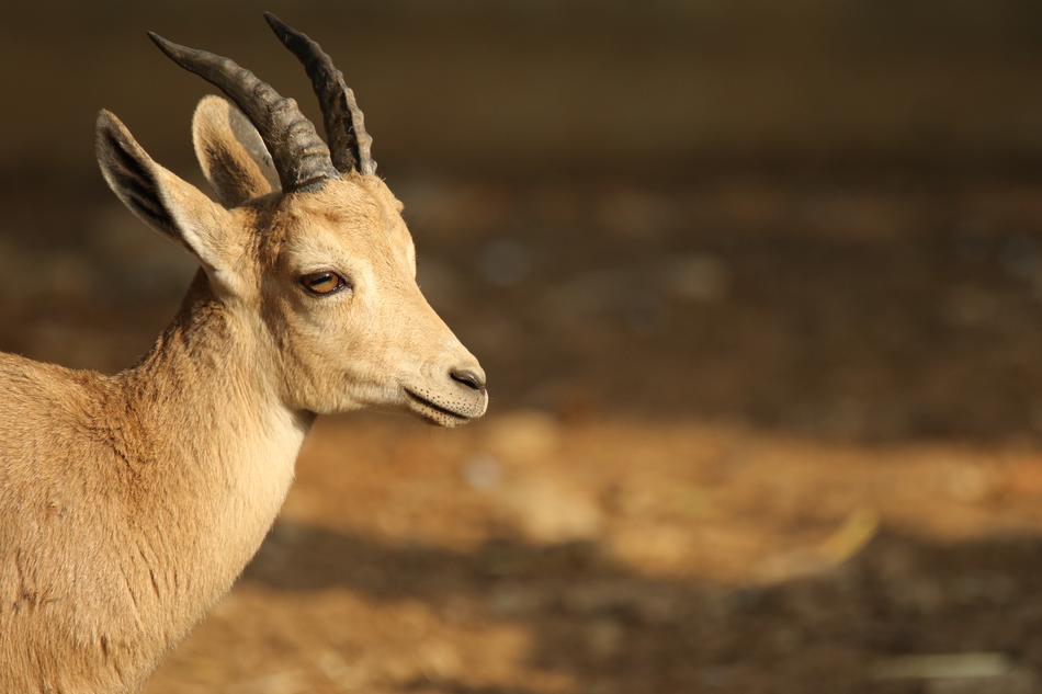 Animal Gazelle Brown