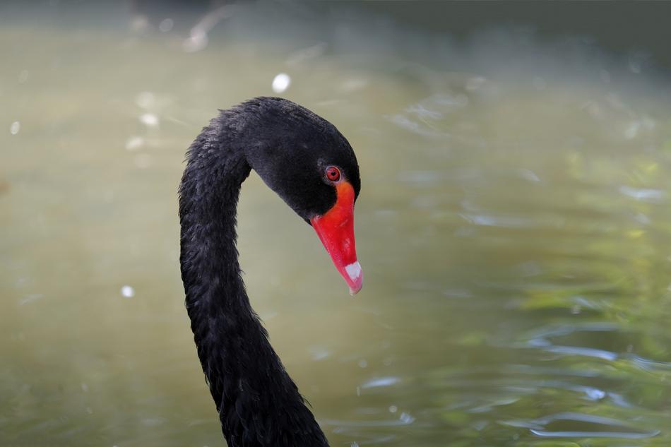 Swan Black Mourning