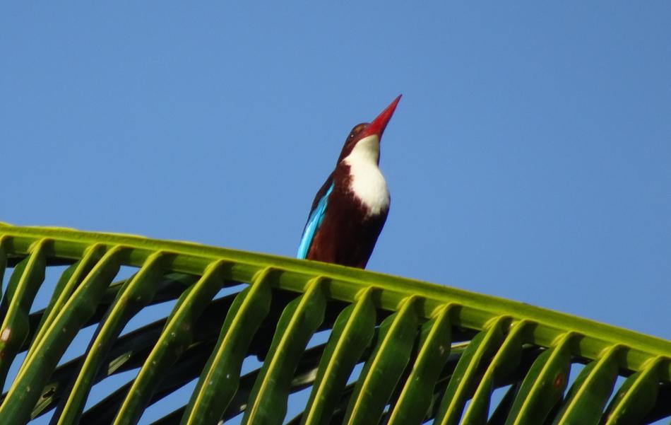 colored bird on a palm tree
