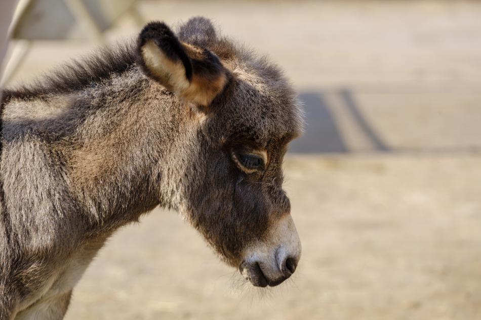 Donkey Horse Baby Young