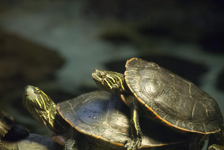 Turtle Animal Wildlife