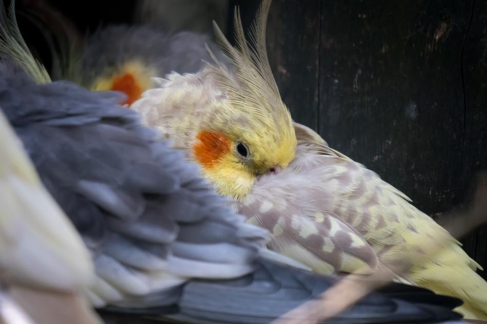 Cockatiel Parakeet Bird Spring