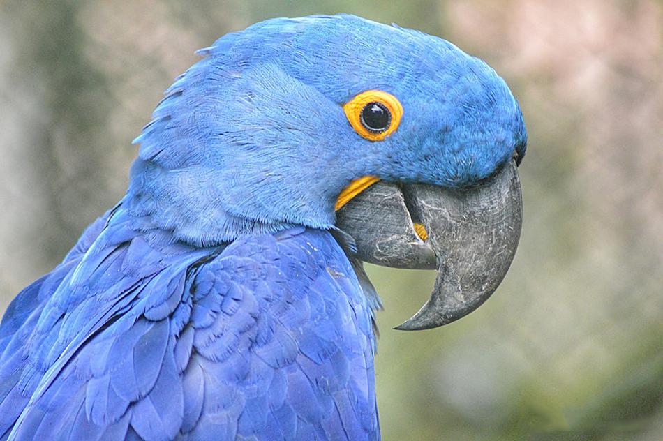 Bird Parrot Animals