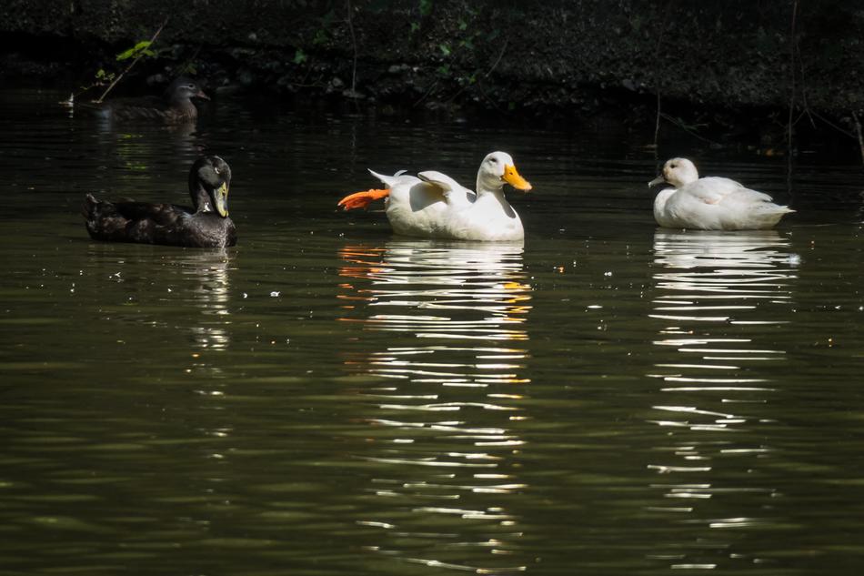 Ducks Pond Swim