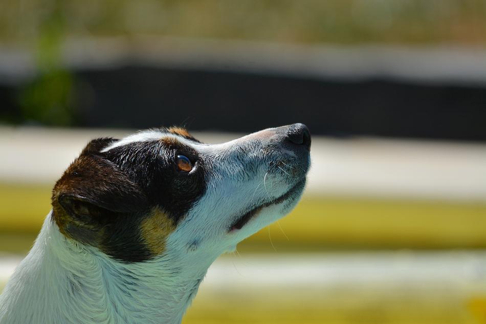 Dog Jack Russel Animals