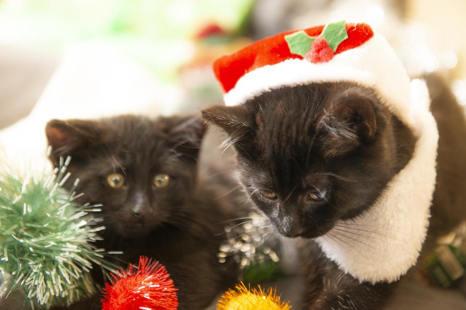 Christmas Cats Kittens