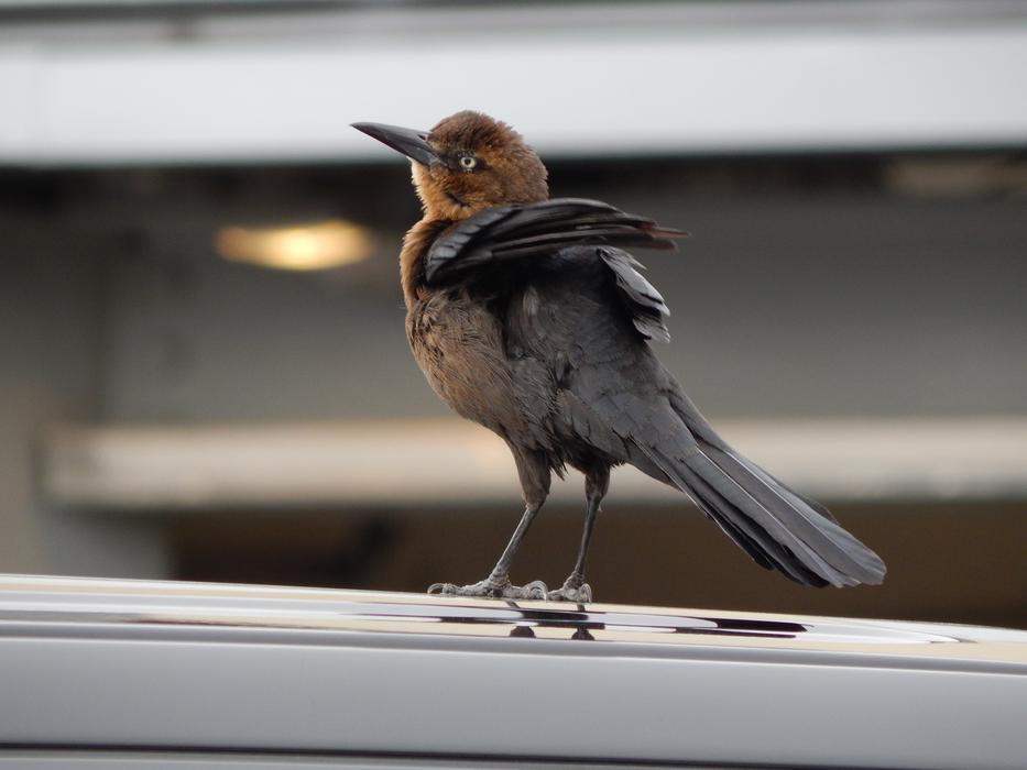 Bird Car City
