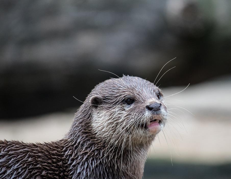 Otter Mammal Rodent