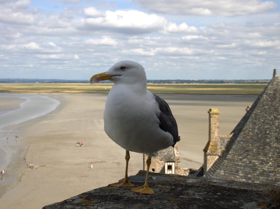 Mont Sant Michelle Seagull Sky