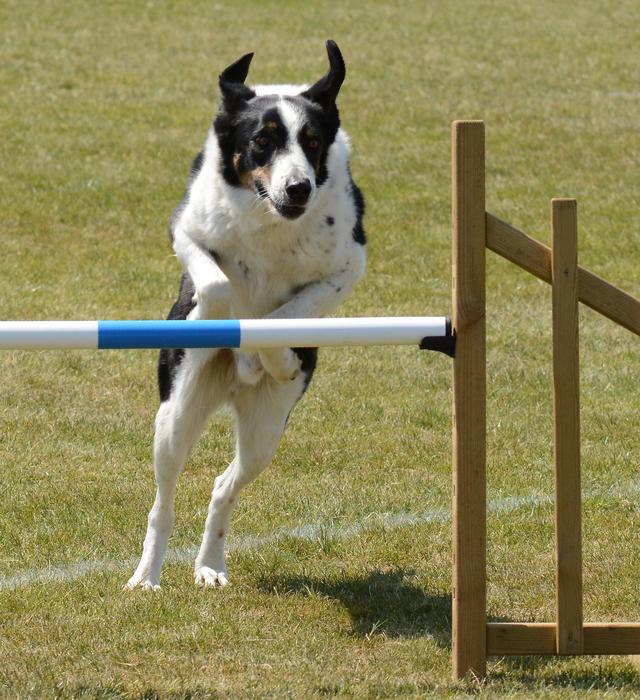 Dog Agility Fitness