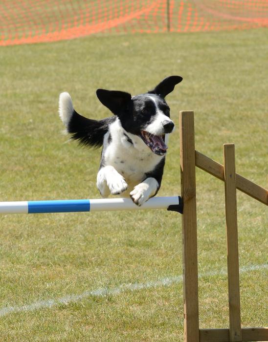 Dog Agility Fitness